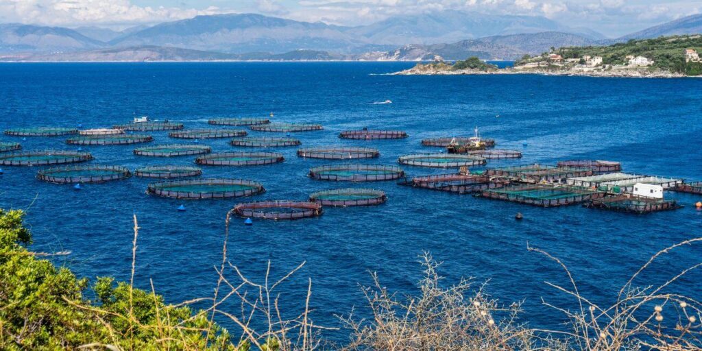 Trichloroisocyanuric Acid Uses in Aquaculture Water Treatment